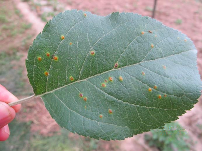 苹果树叶上长带刺的毛是怎么回事,苹果树叶长虫子怎么回事