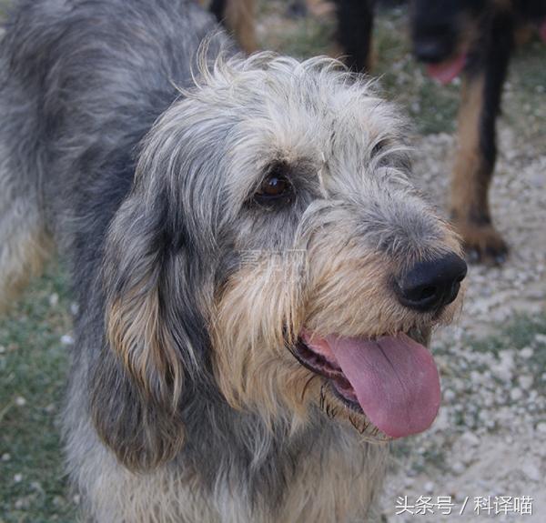 法国国王的狗狗，连狼都敢捕！可惜狼少了，狗也少了