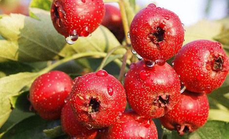 女的吃山楂有什么坏处,吃一个月山楂会发生什么变化