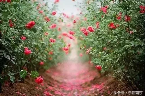 南京是一座很美的城市,南京最让人震动的城市