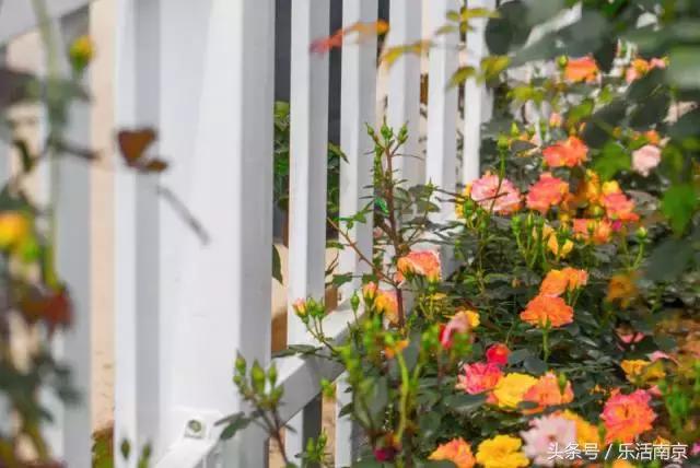 南京是一座很美的城市,南京最让人震动的城市