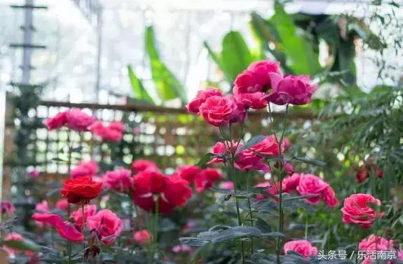 南京是一座很美的城市,南京最让人震动的城市