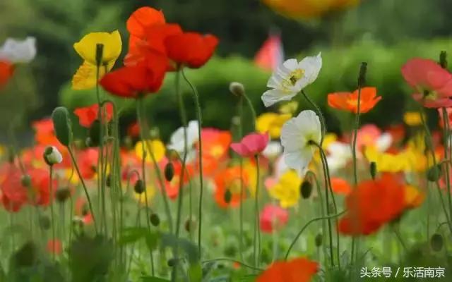 南京是一座很美的城市,南京最让人震动的城市