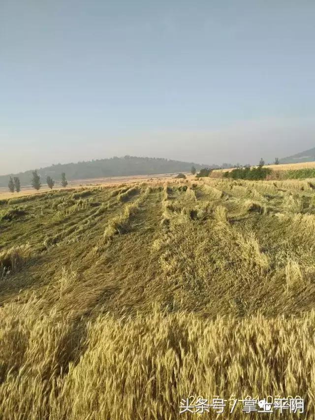 平阴那些事：中高考噪声监管通告；文明过端午；关爱留守儿童