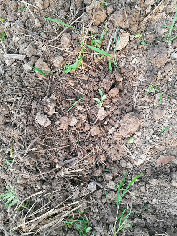 贵州干锅洋芋做法大全,农家炕锅土豆的做法