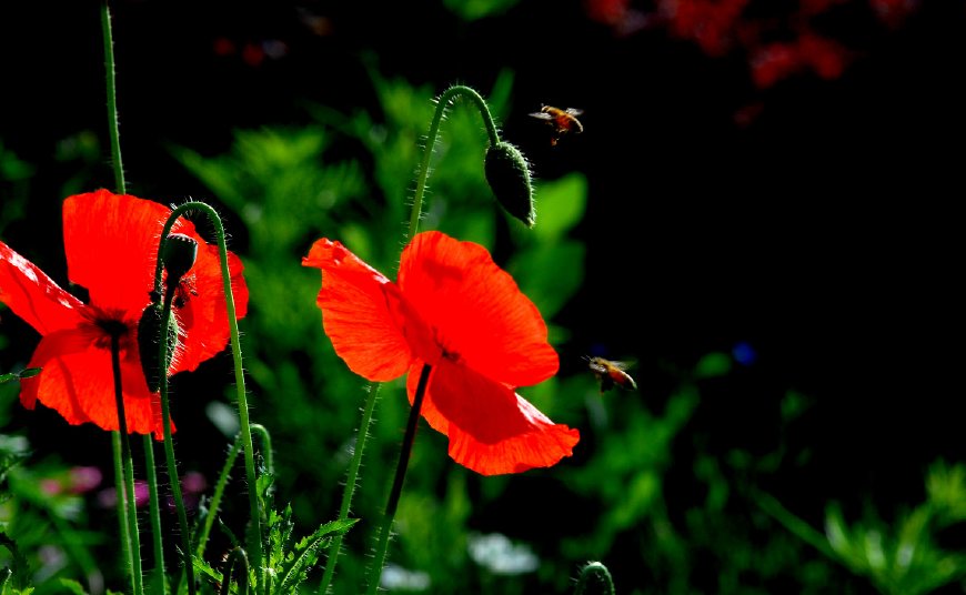 虞美人的花多彩丰富，薄薄的花瓣质薄如绫，光洁似绸，飘然欲飞