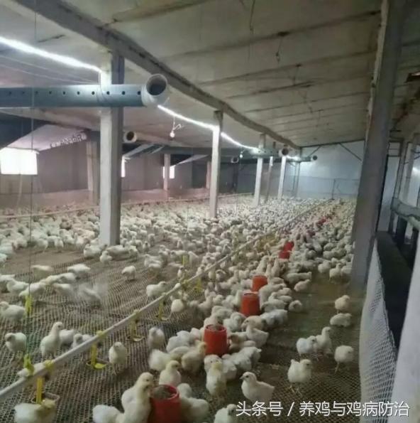 养鸡场专用灯带,led养鸡专用灯带