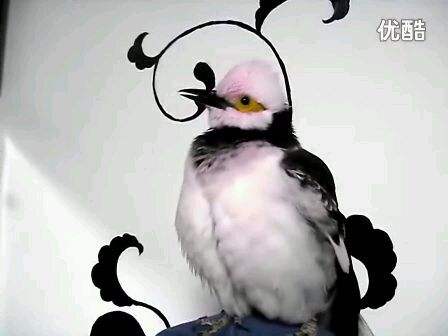 八哥学语的十个阶段,天下一场梦八哥跟主人说话