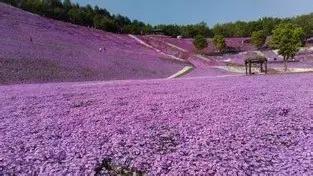 不用去日本也能看的樱花海,不用去日本也可以看到枫叶