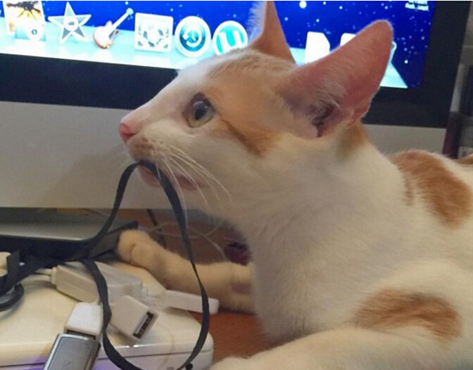 流浪小猫出车祸后，下巴严重脱臼变小怪物，直到好心人收养后！