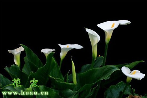 水培马蹄莲养殖方法与技巧,家庭种植水培马蹄莲什么时候送货