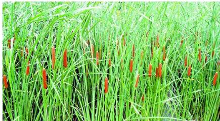 端午节特有的地理现象,端午节相关的地理知识点