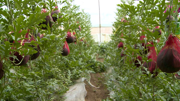 咱六师的“礼品瓜”走俏市场