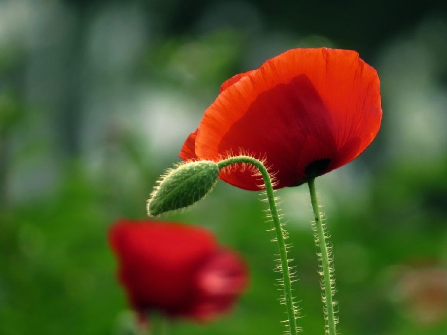 虞美人的花多彩丰富，薄薄的花瓣质薄如绫，光洁似绸，飘然欲飞