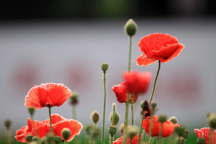 虞美人的花多彩丰富，薄薄的花瓣质薄如绫，光洁似绸，飘然欲飞