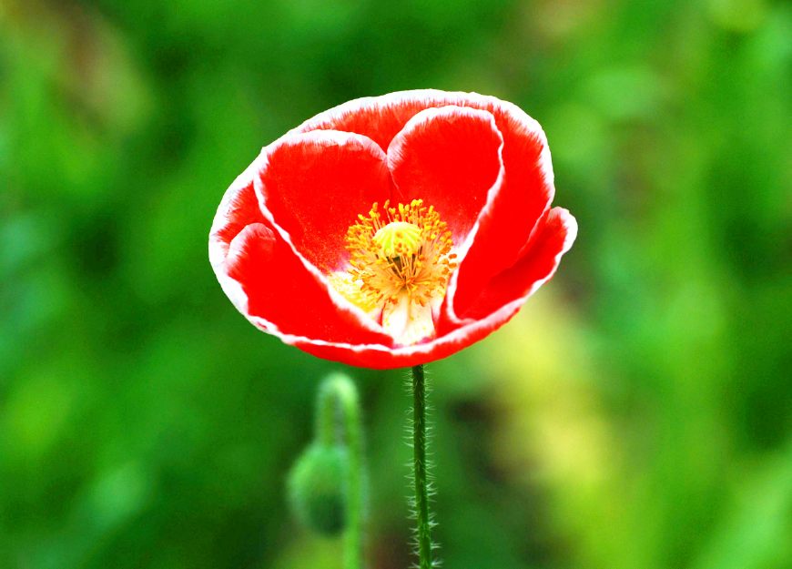 虞美人的花多彩丰富，薄薄的花瓣质薄如绫，光洁似绸，飘然欲飞