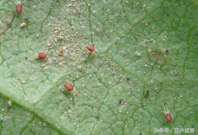 一招轻松搞定蚜虫介壳虫白粉病,蚜虫白粉虱用什么药