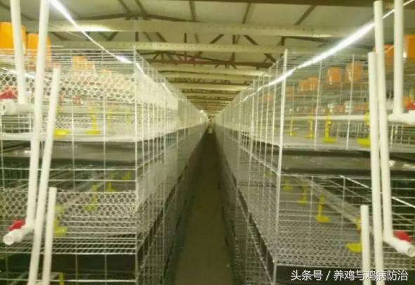养鸡场专用灯带,led养鸡专用灯带