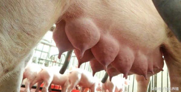 养猪喂母猪技术要领,养猪保育技术教程