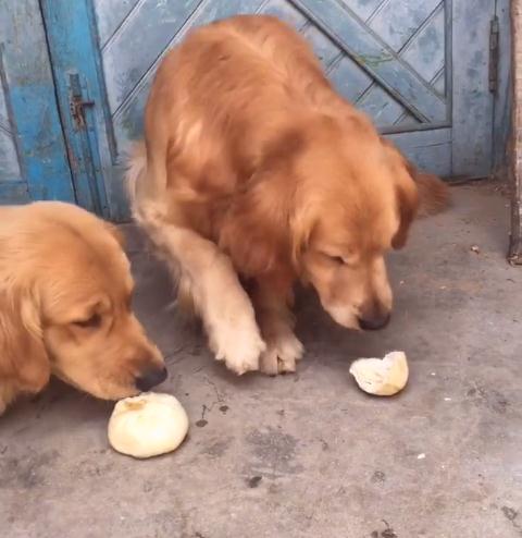 金毛对小孩儿温柔,金毛真是个暖男