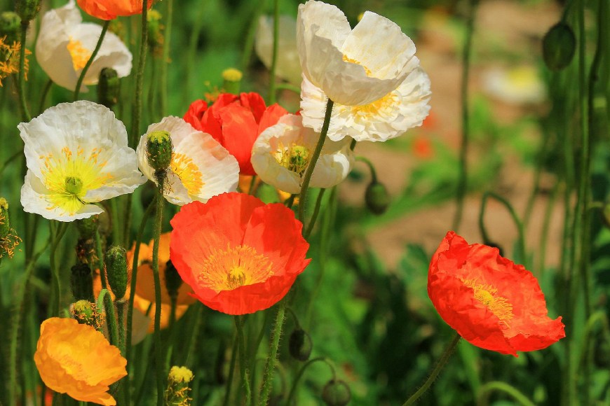 虞美人的花多彩丰富，薄薄的花瓣质薄如绫，光洁似绸，飘然欲飞