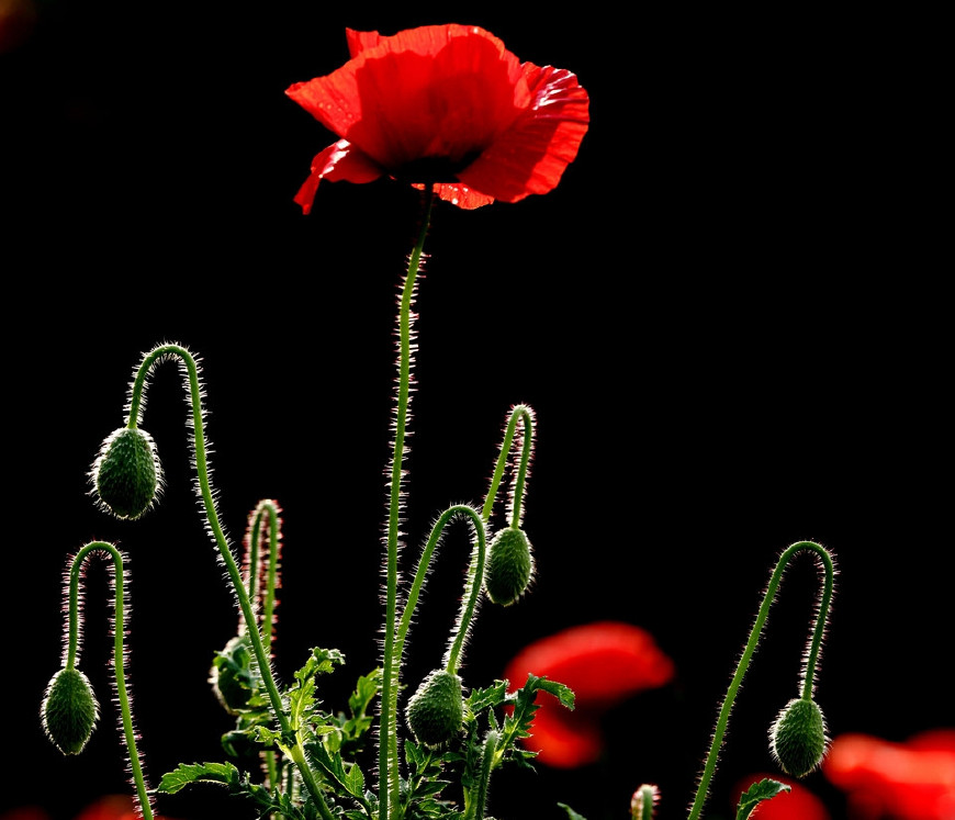 虞美人的花多彩丰富，薄薄的花瓣质薄如绫，光洁似绸，飘然欲飞