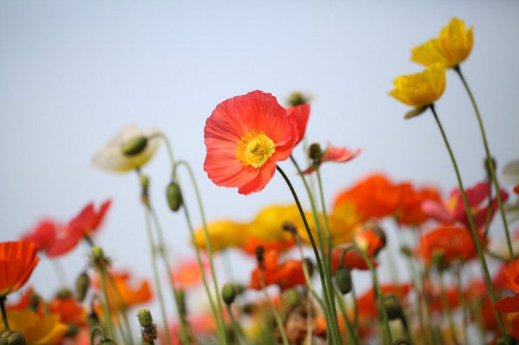 虞美人的花多彩丰富，薄薄的花瓣质薄如绫，光洁似绸，飘然欲飞