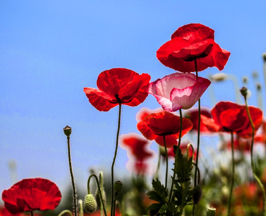 虞美人的花多彩丰富，薄薄的花瓣质薄如绫，光洁似绸，飘然欲飞