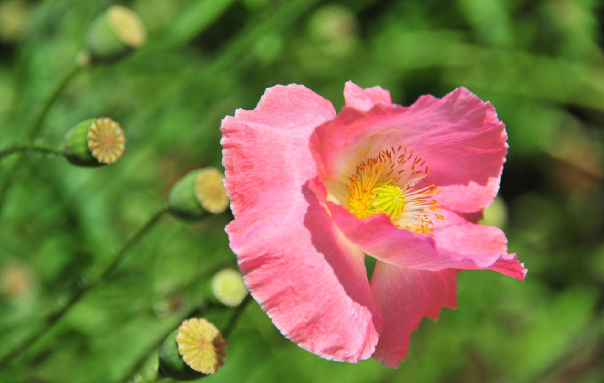 虞美人的花多彩丰富，薄薄的花瓣质薄如绫，光洁似绸，飘然欲飞