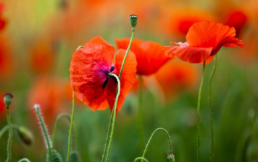 虞美人的花多彩丰富，薄薄的花瓣质薄如绫，光洁似绸，飘然欲飞