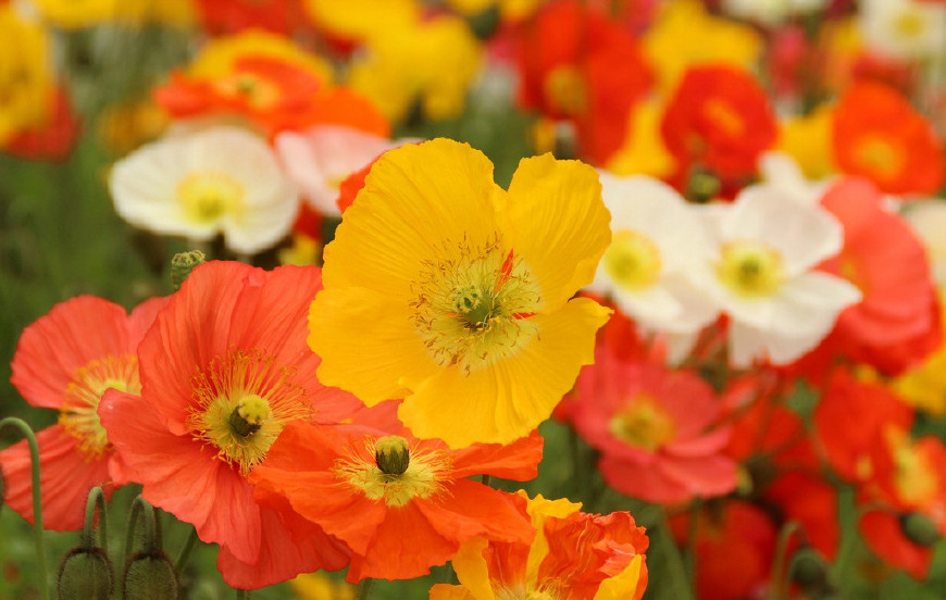 虞美人的花多彩丰富，薄薄的花瓣质薄如绫，光洁似绸，飘然欲飞