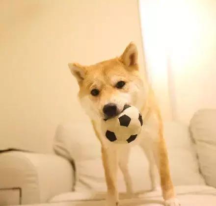 这就是别人家的员工餐视频,这就是别人家的爸爸原版视频