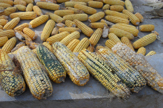 养猪技术篇——猪霉菌性肺炎的预防和治疗方案