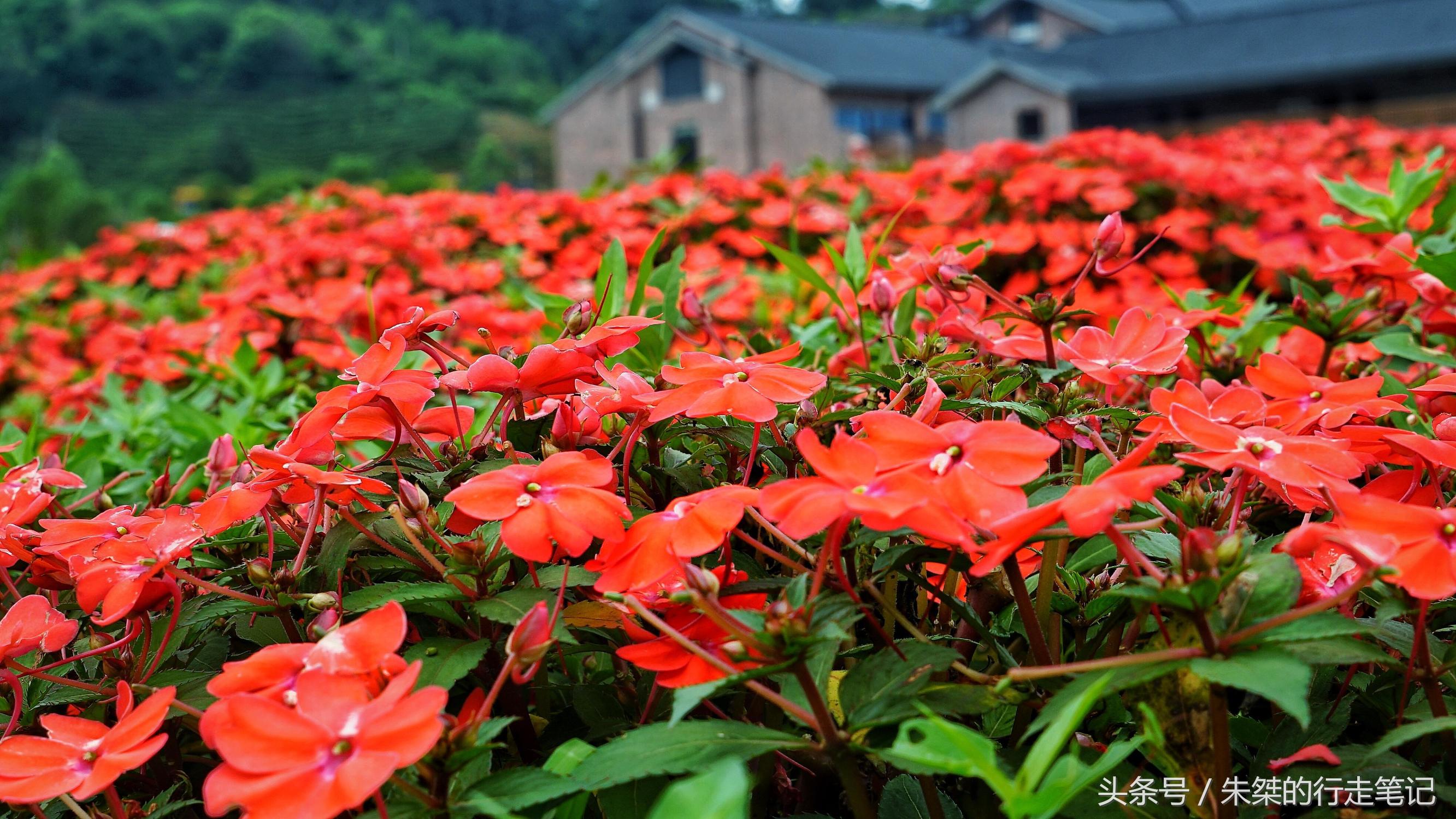 黄姚花海已经荒成草海,黄姚花海景区
