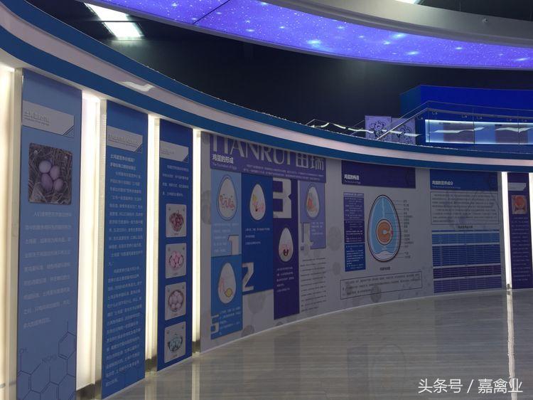 田瑞，温柔了养鸡岁月，雕刻了奋斗时光