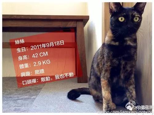 萧敬腾领养狗狗,萧敬腾领养孩子