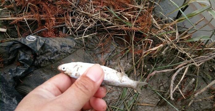 有毛不算秃含义,有毛不算秃怎么回复