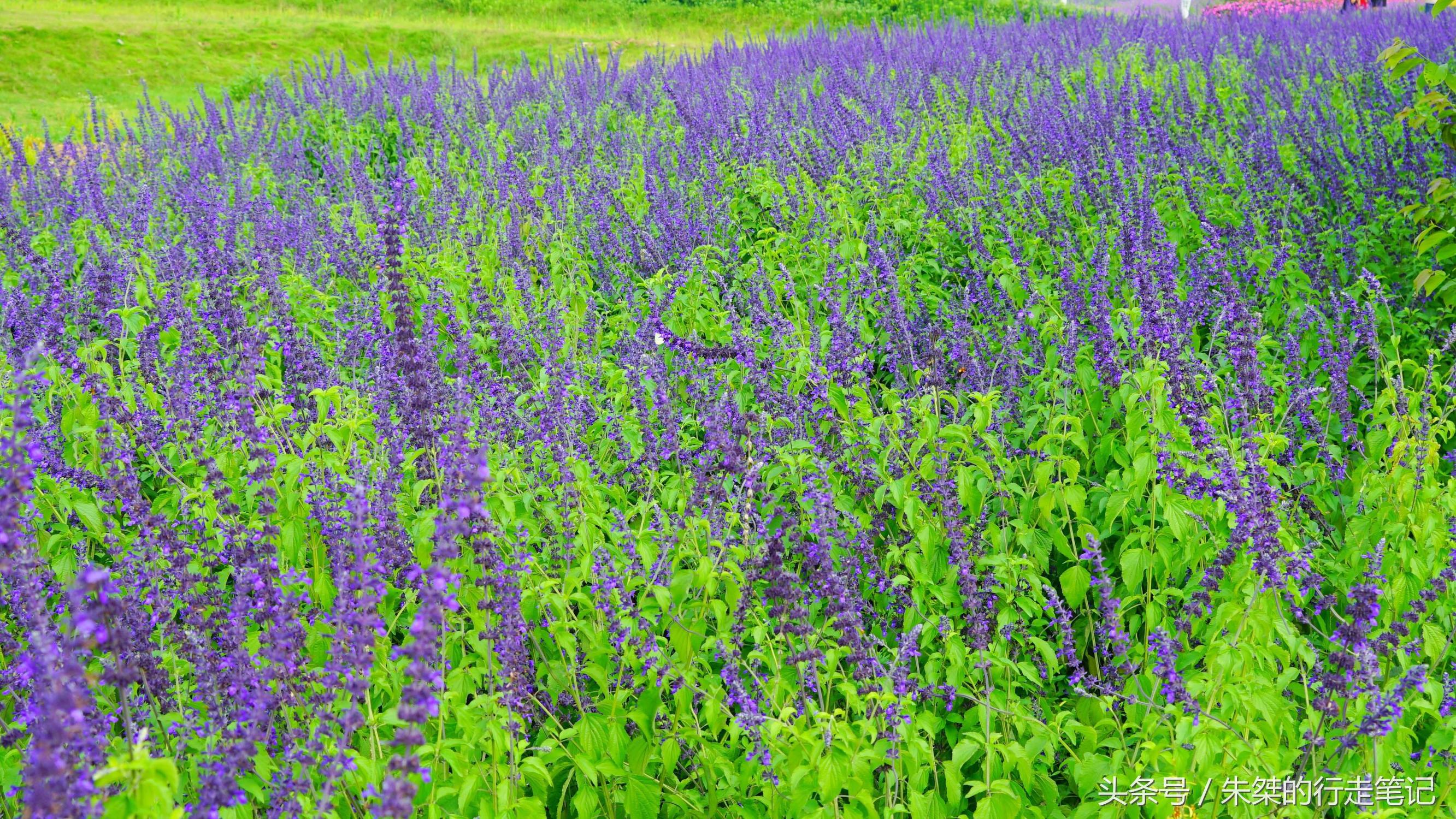 黄姚花海已经荒成草海,黄姚花海景区