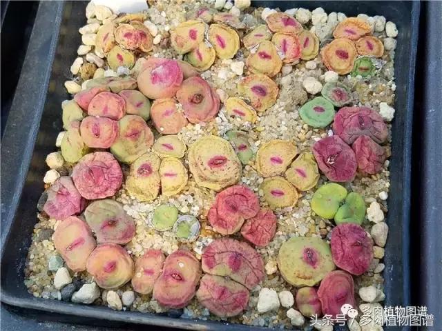 肉锥蜕皮要注意什么,蜕皮期的肉锥怎么服盆