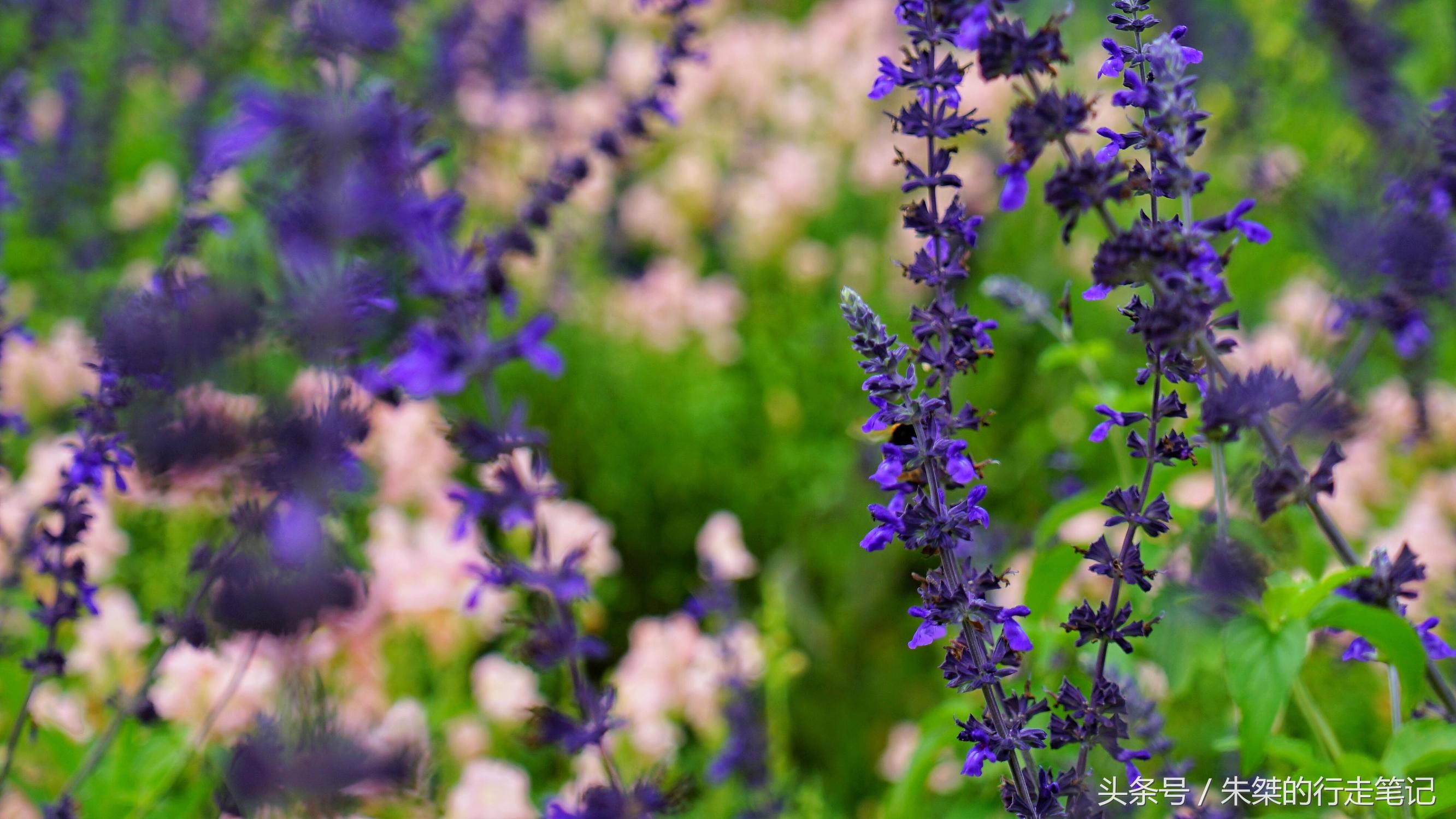黄姚花海已经荒成草海,黄姚花海景区