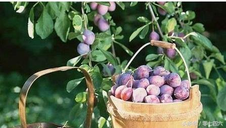 湖南好吃的特产永州祁阳,湖南永州祁阳冷粑做法