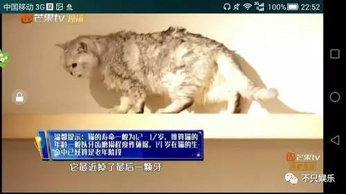 萧敬腾领养狗狗,萧敬腾领养孩子