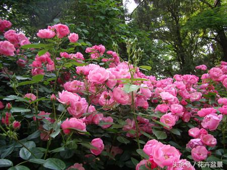 嘴馋了，摘盆花儿来尝尝，第一盆花卉佳肴就闻所未闻