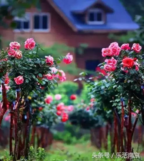 南京是一座很美的城市,南京最让人震动的城市