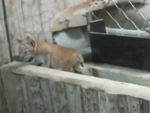 主人回家萨摩耶跑过来,萨摩耶与哈士奇争宠