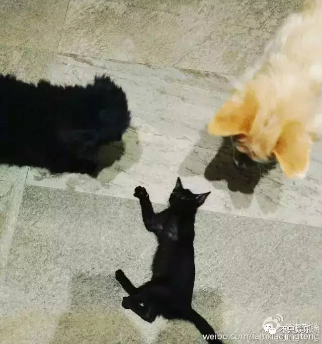 萧敬腾领养狗狗,萧敬腾领养孩子