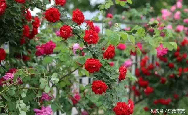 南京是一座很美的城市,南京最让人震动的城市