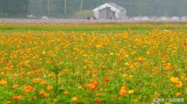 南京是一座很美的城市,南京最让人震动的城市