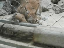 主人回家萨摩耶跑过来,萨摩耶与哈士奇争宠