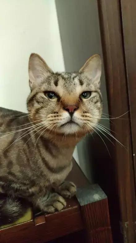 主人回家萨摩耶跑过来,萨摩耶与哈士奇争宠